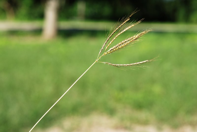 Kleberg's bluestem photo 4