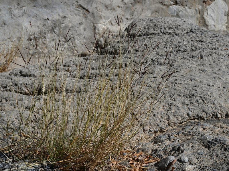 Kleberg's bluestem photo 6