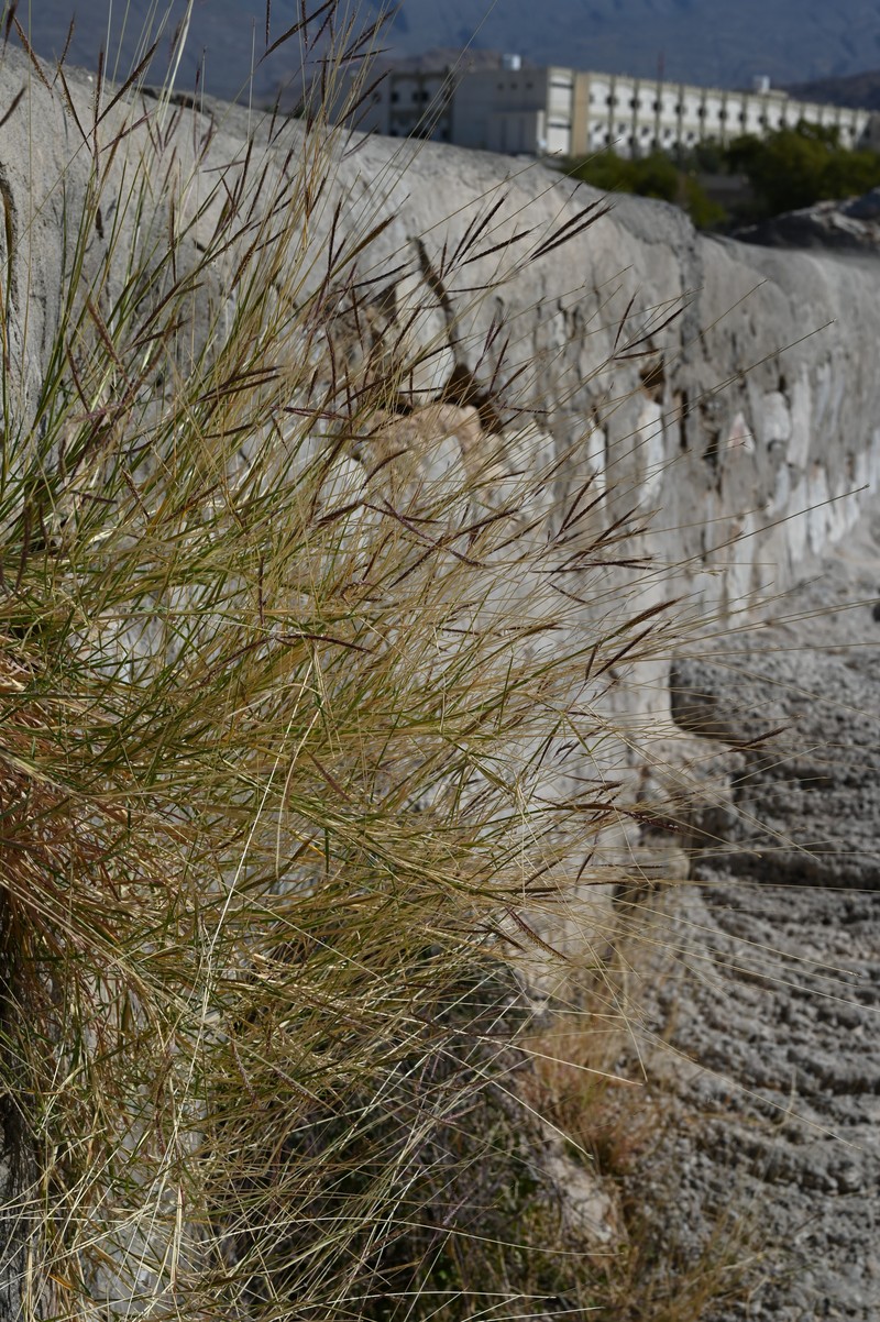 Kleberg's bluestem photo 8