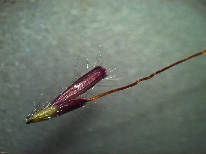 Kleberg's bluestem photo 9