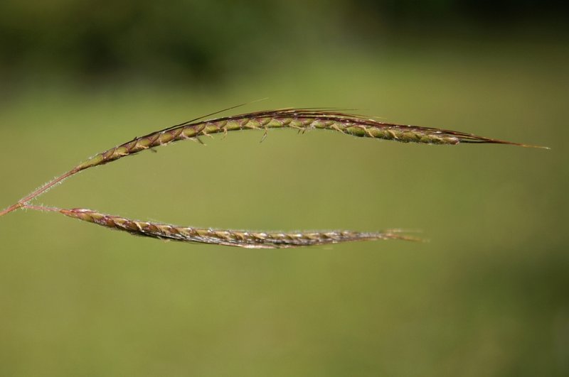 Angleton Bluestem photo 2