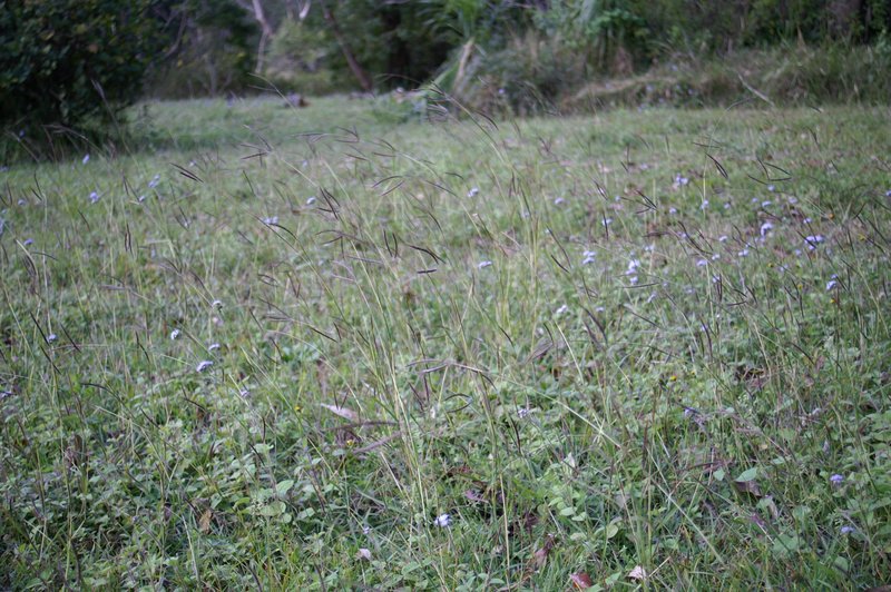 Angleton Bluestem photo 3