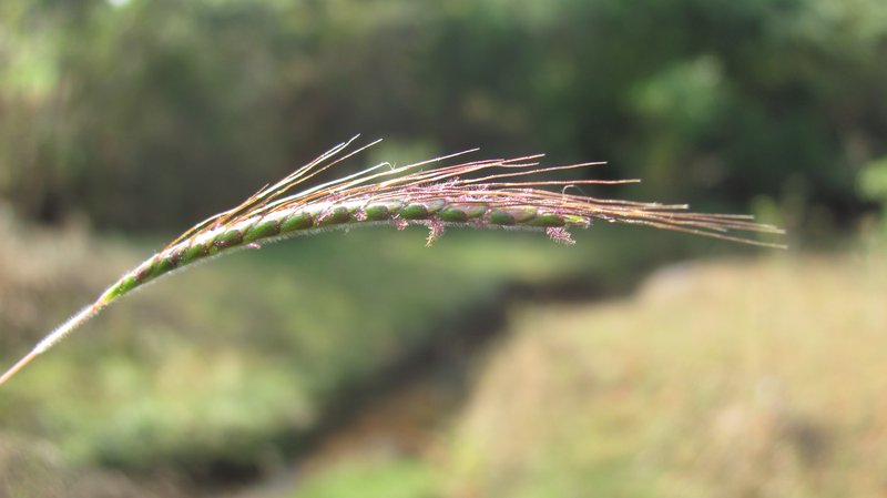Angleton Bluestem