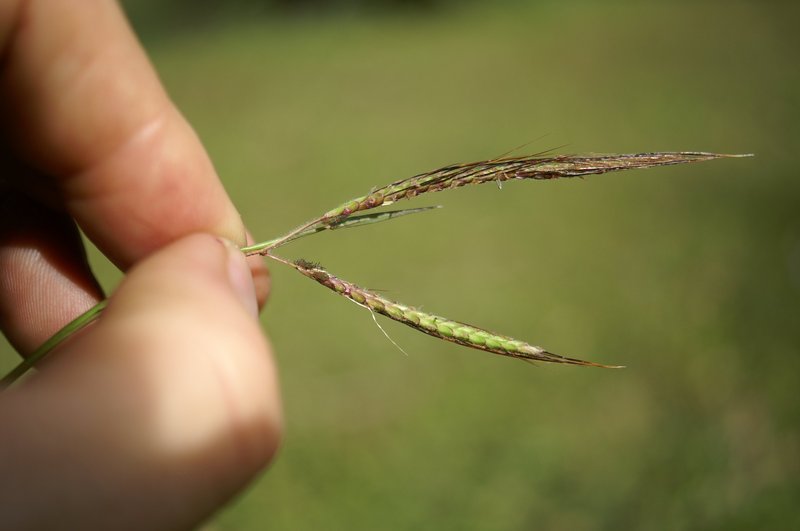 Angleton Bluestem photo 5