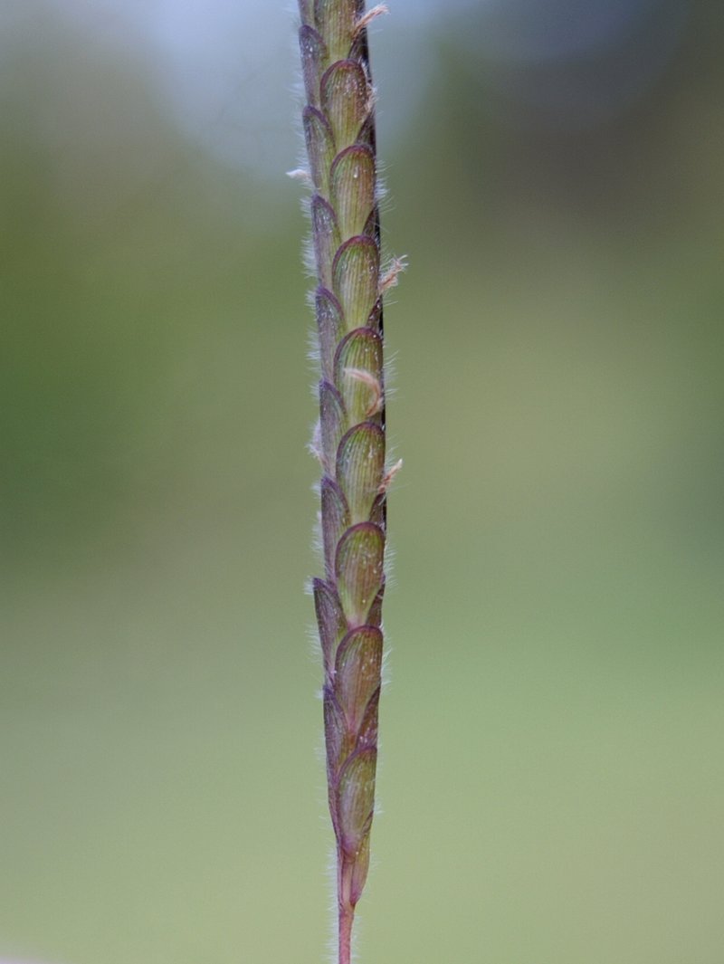 Angleton Bluestem photo 7