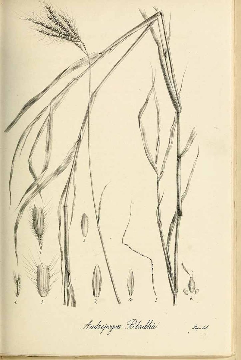 Dichanthium bladhii