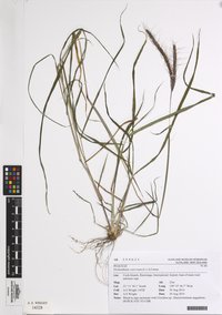 Dichanthium caricosum