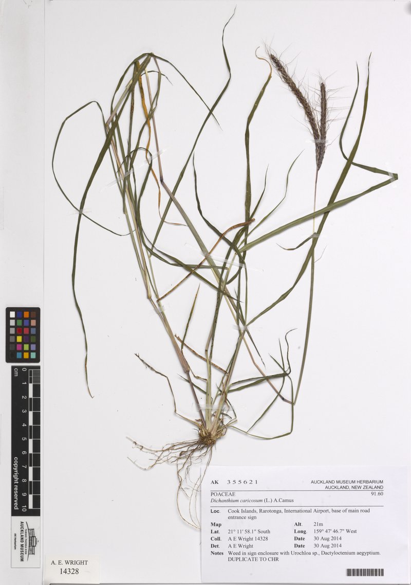 Dichanthium caricosum