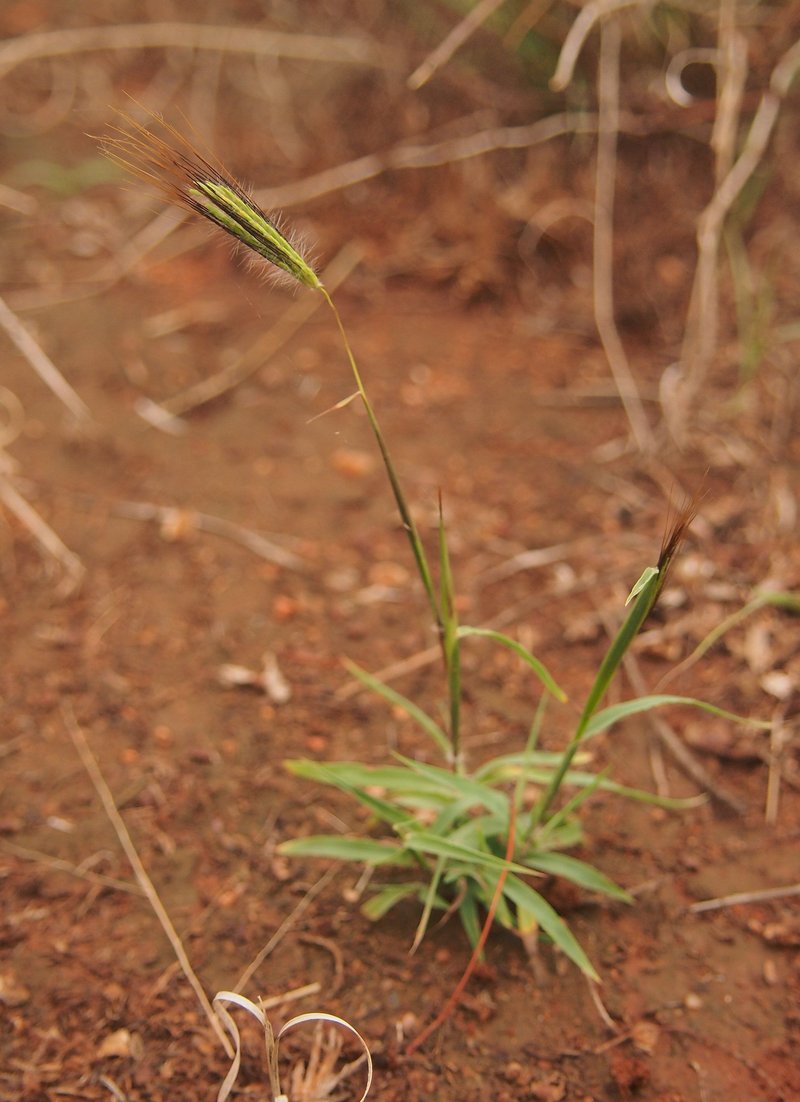 Silky Bluestem photo 2