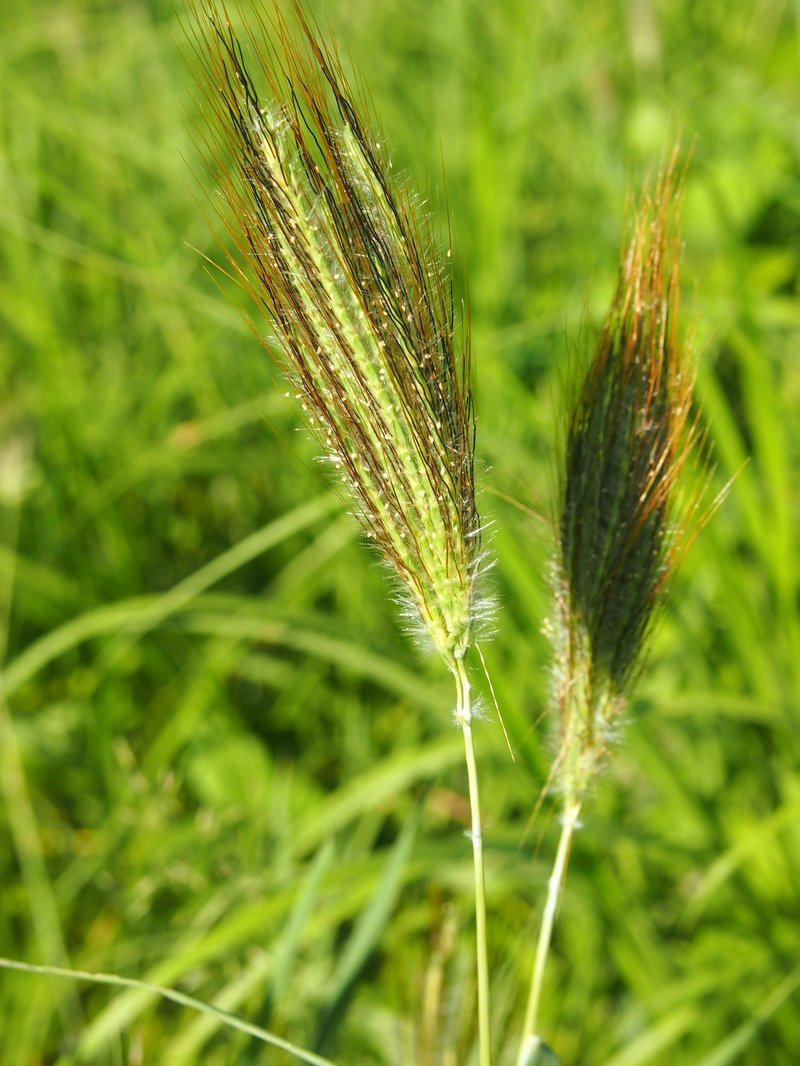 Silky Bluestem photo 3
