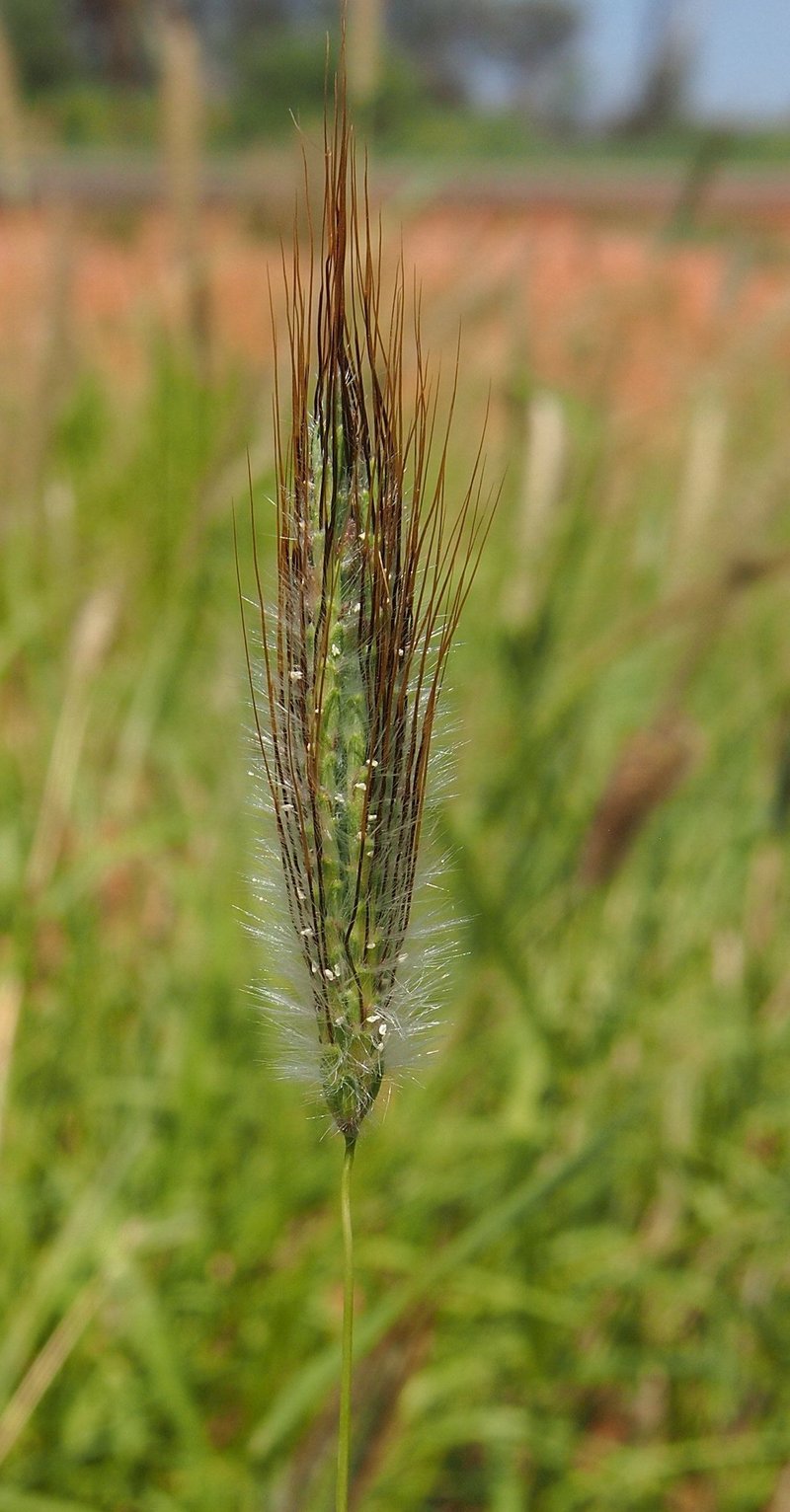 Silky Bluestem photo 4