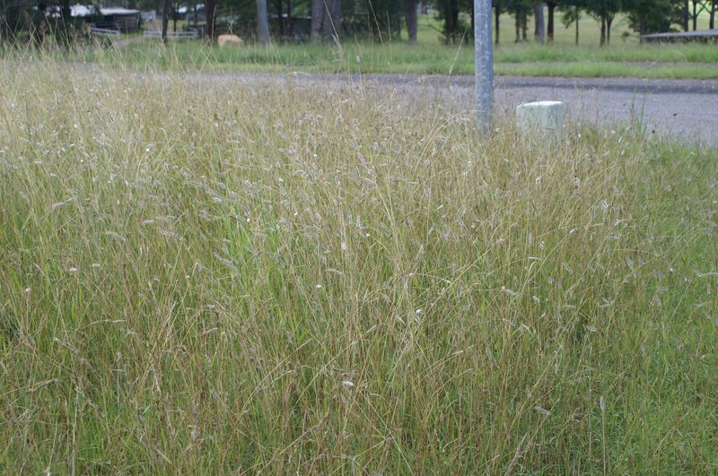 Silky Bluestem photo 5