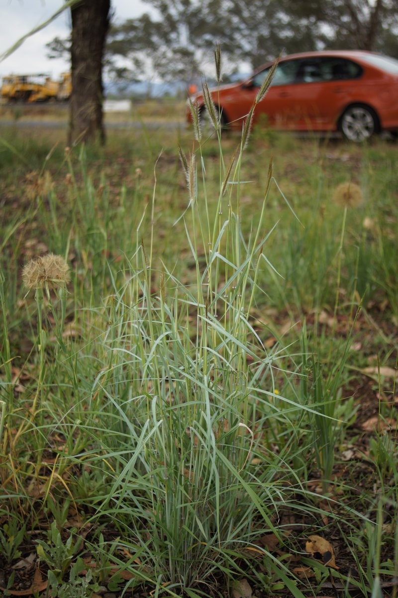 Silky Bluestem photo 6