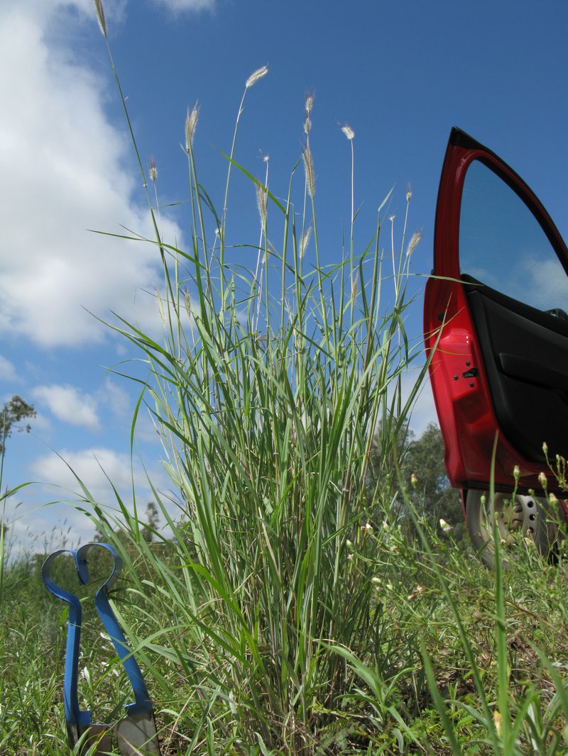 Silky Bluestem photo 7