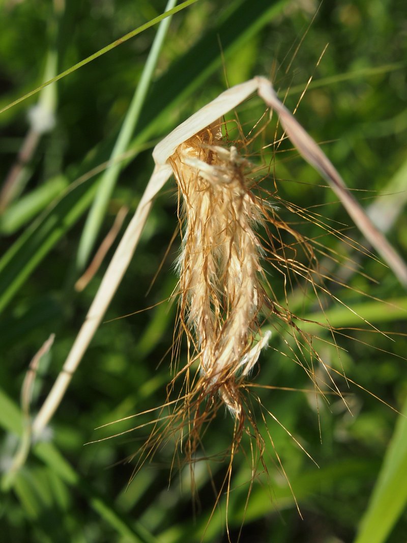 Silky Bluestem photo 8