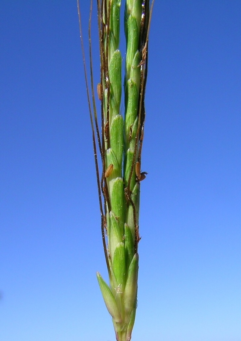 Slender Bluestem photo 5