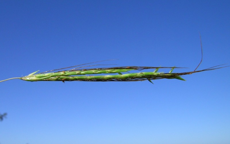 Slender Bluestem photo 6