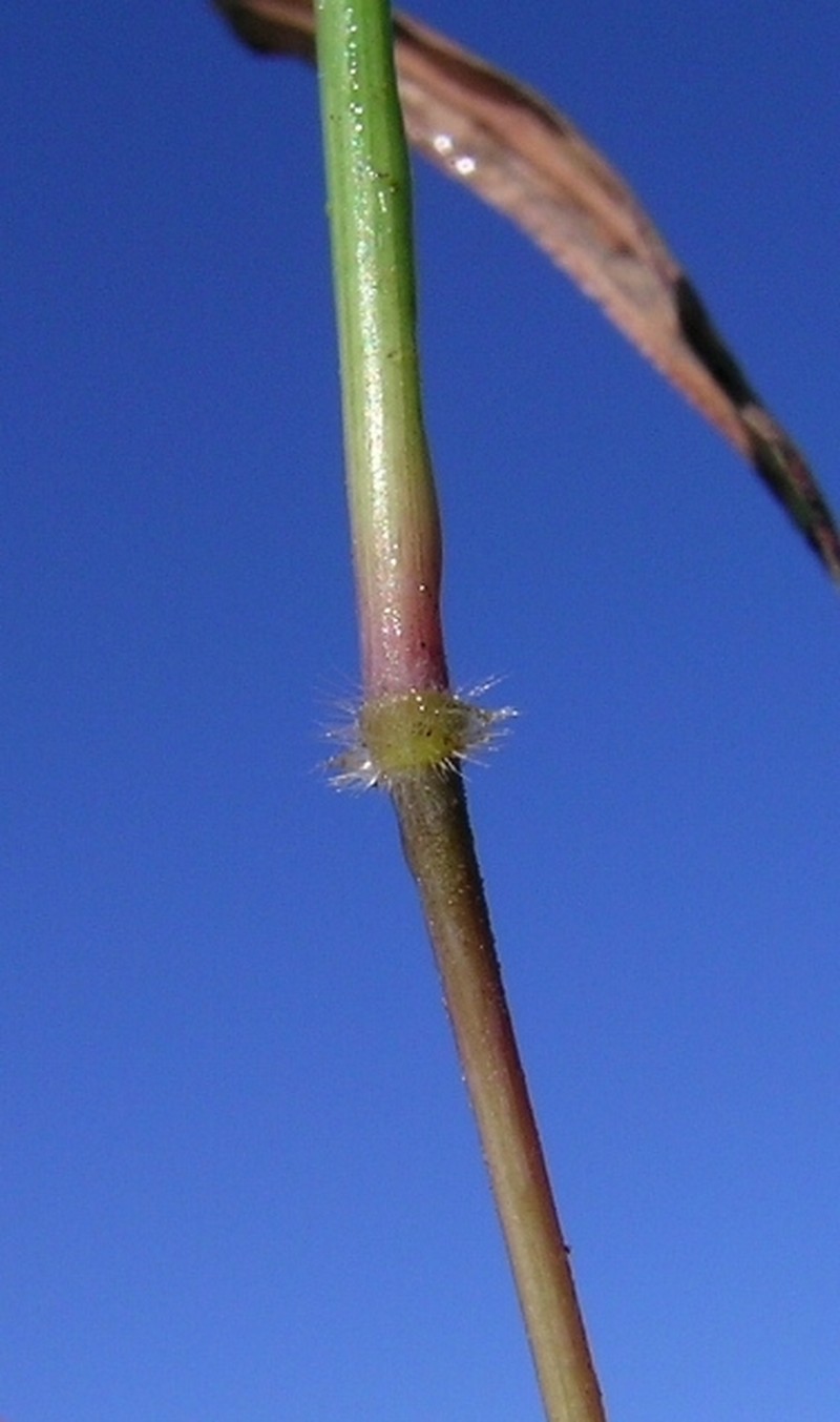 Slender Bluestem photo 7
