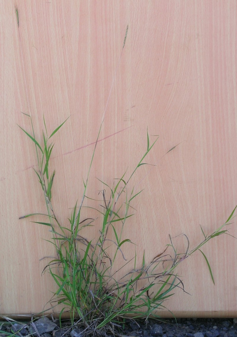 Slender Bluestem photo 2