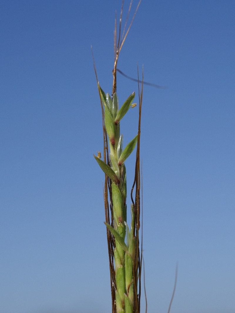 Slender Bluestem