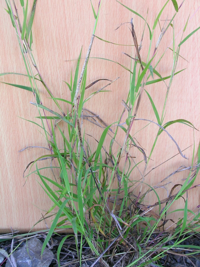 Slender Bluestem photo 3