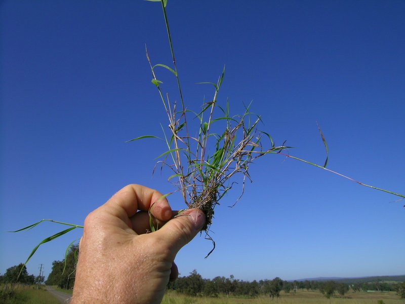 Slender Bluestem photo 8