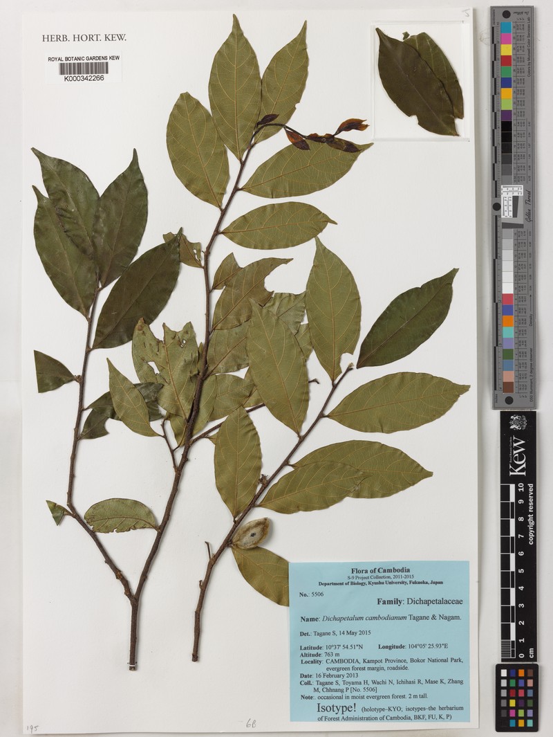 Dichapetalum cambodianum