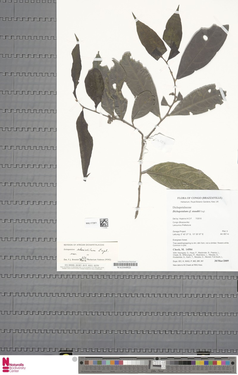 Dichapetalum choristilum var. choristilum