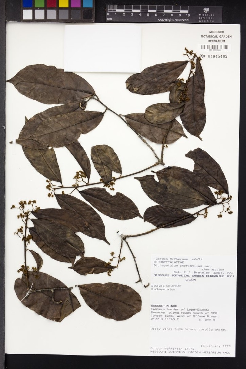 Dichapetalum choristilum var. choristilum photo 2