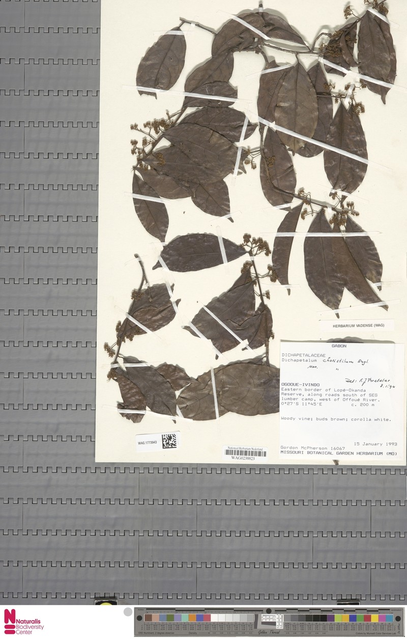 Dichapetalum choristilum var. choristilum photo 3