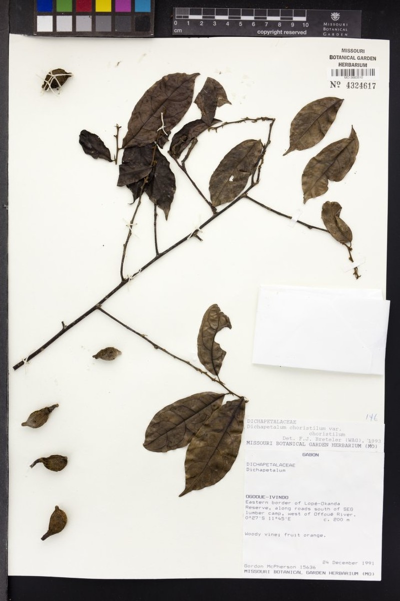 Dichapetalum choristilum var. choristilum photo 4