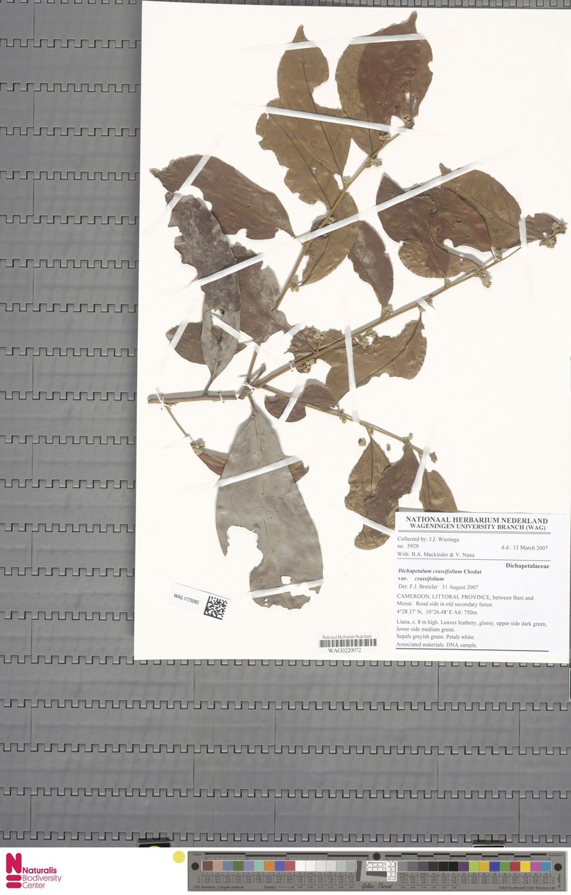 Dichapetalum crassifolium var. crassifolium photo 2