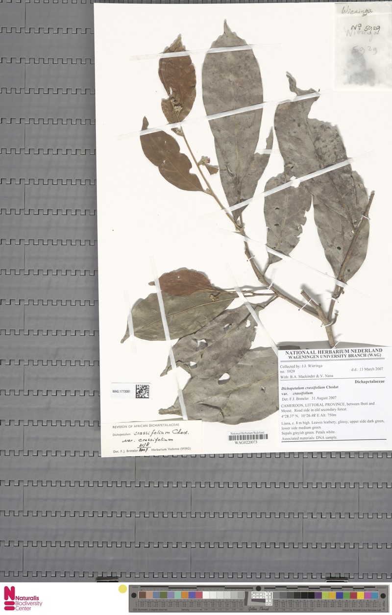 Dichapetalum crassifolium var. crassifolium photo 3