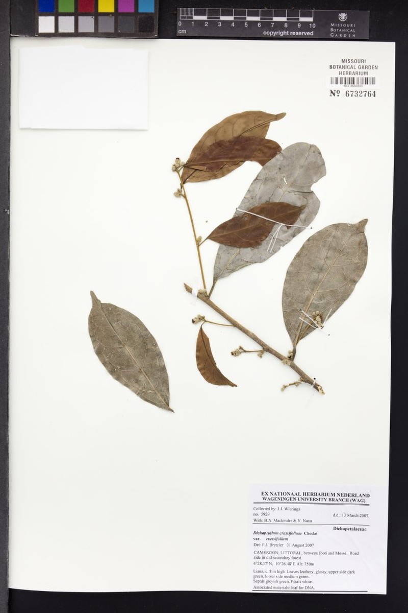 Dichapetalum crassifolium var. crassifolium photo 4