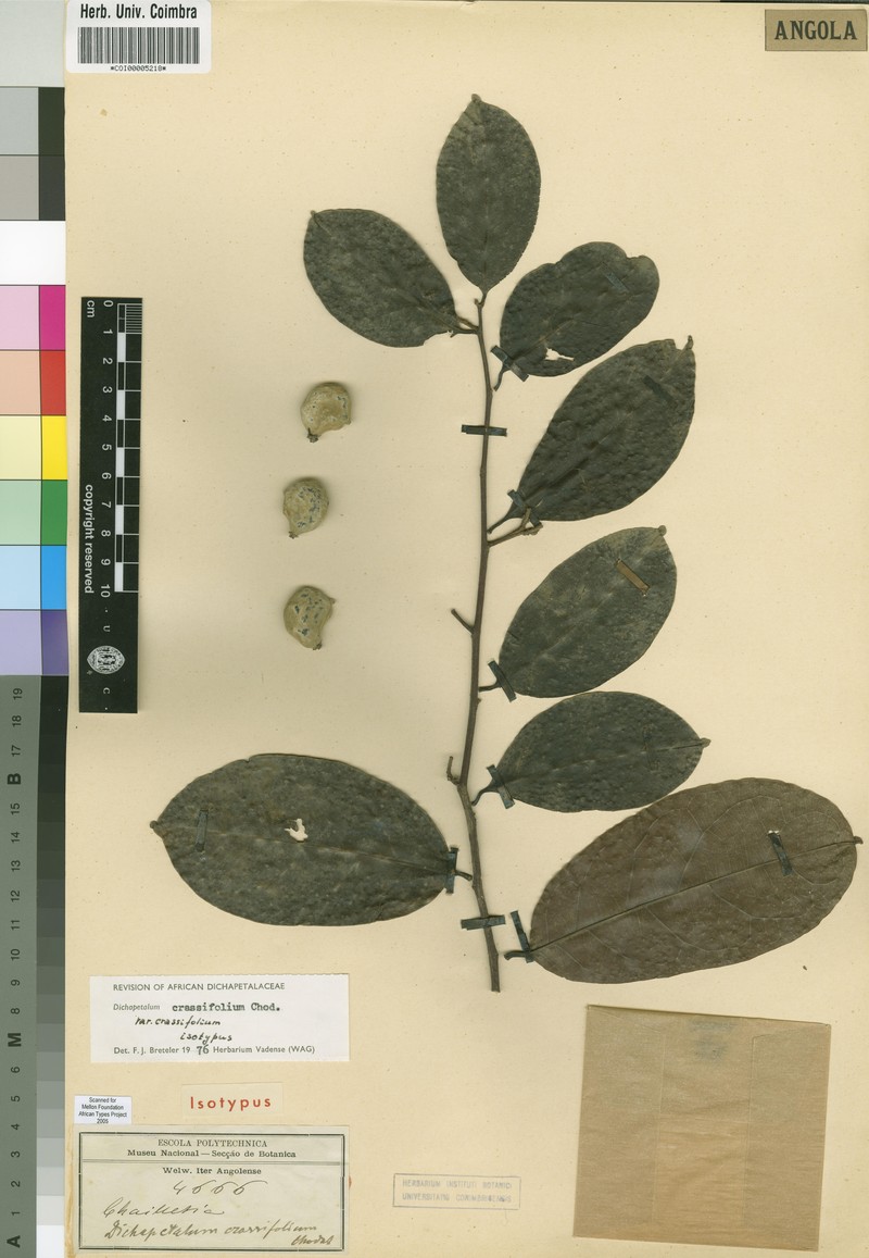 Dichapetalum crassifolium var. crassifolium
