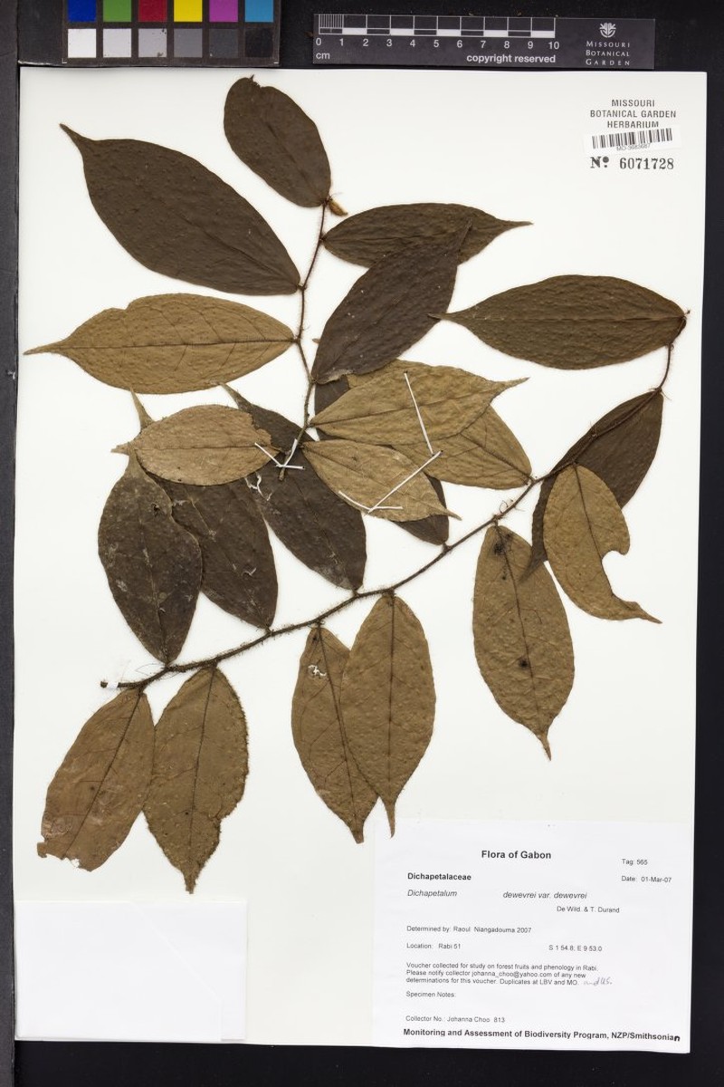 Dichapetalum dewevrei var. dewevrei