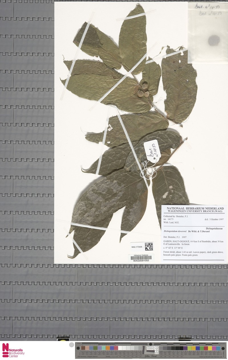 Dichapetalum dewevrei var. dewevrei photo 3