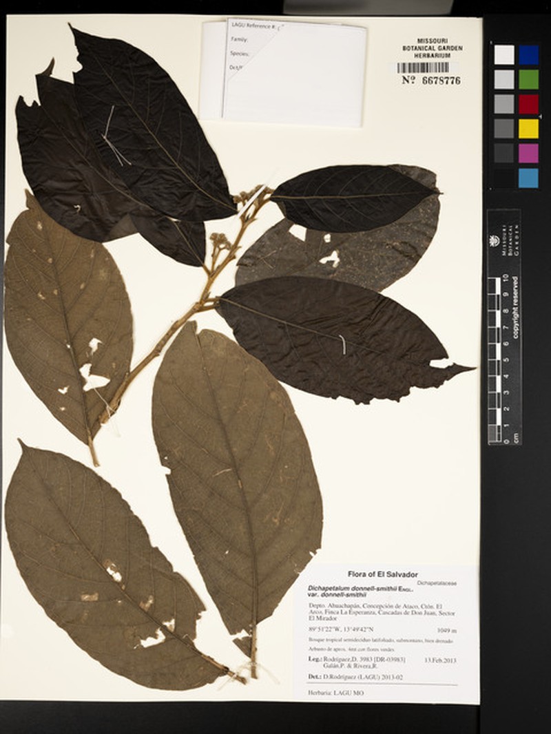 Dichapetalum donnell-smithii var. donnell-smithii