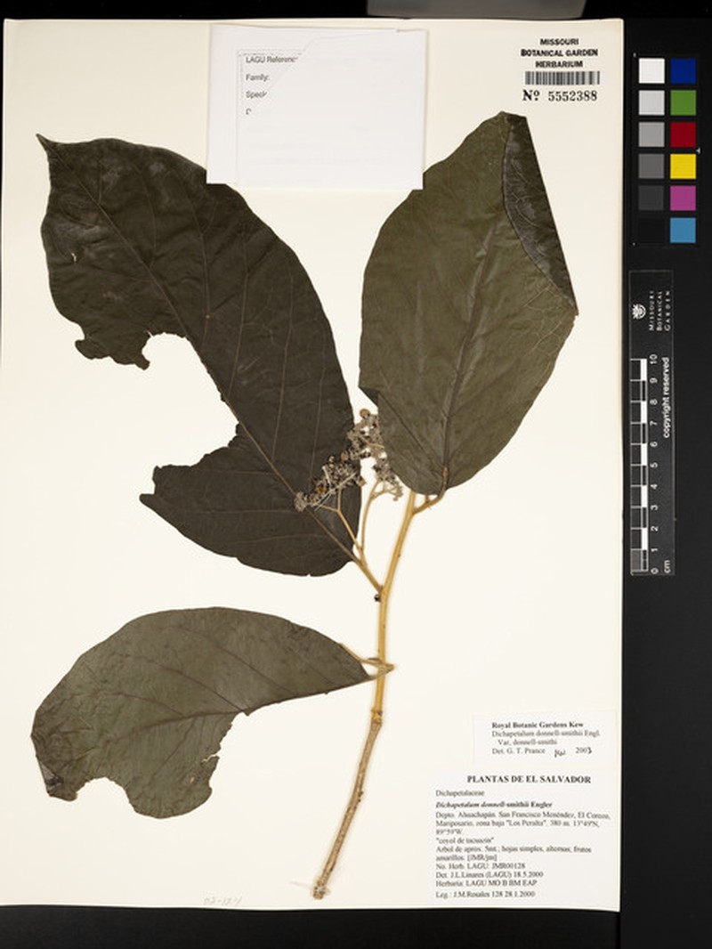 Dichapetalum donnell-smithii var. donnell-smithii photo 2