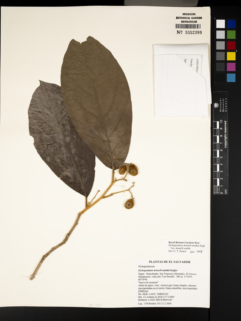 Dichapetalum donnell-smithii var. donnell-smithii photo 3