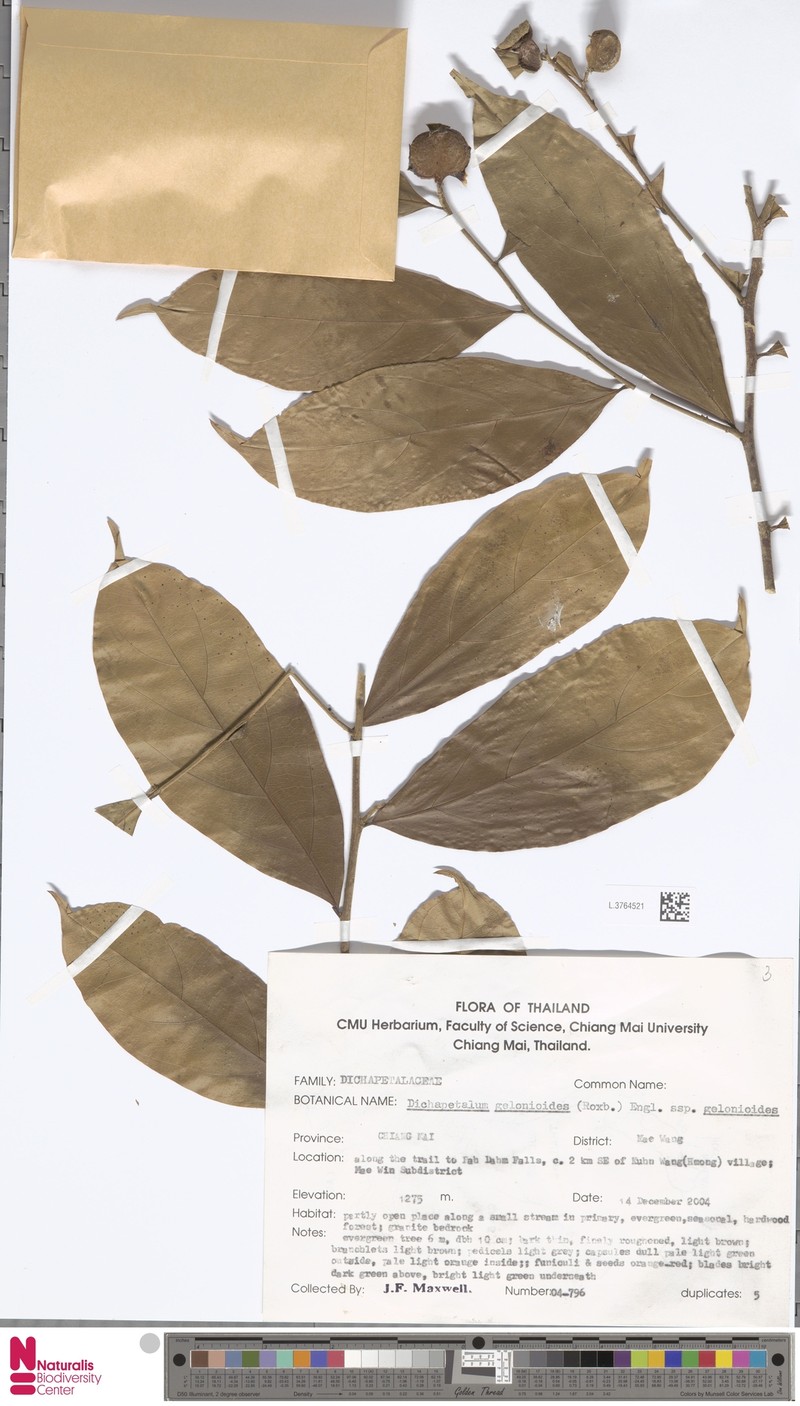 Dichapetalum gelonioides subsp. gelonioides