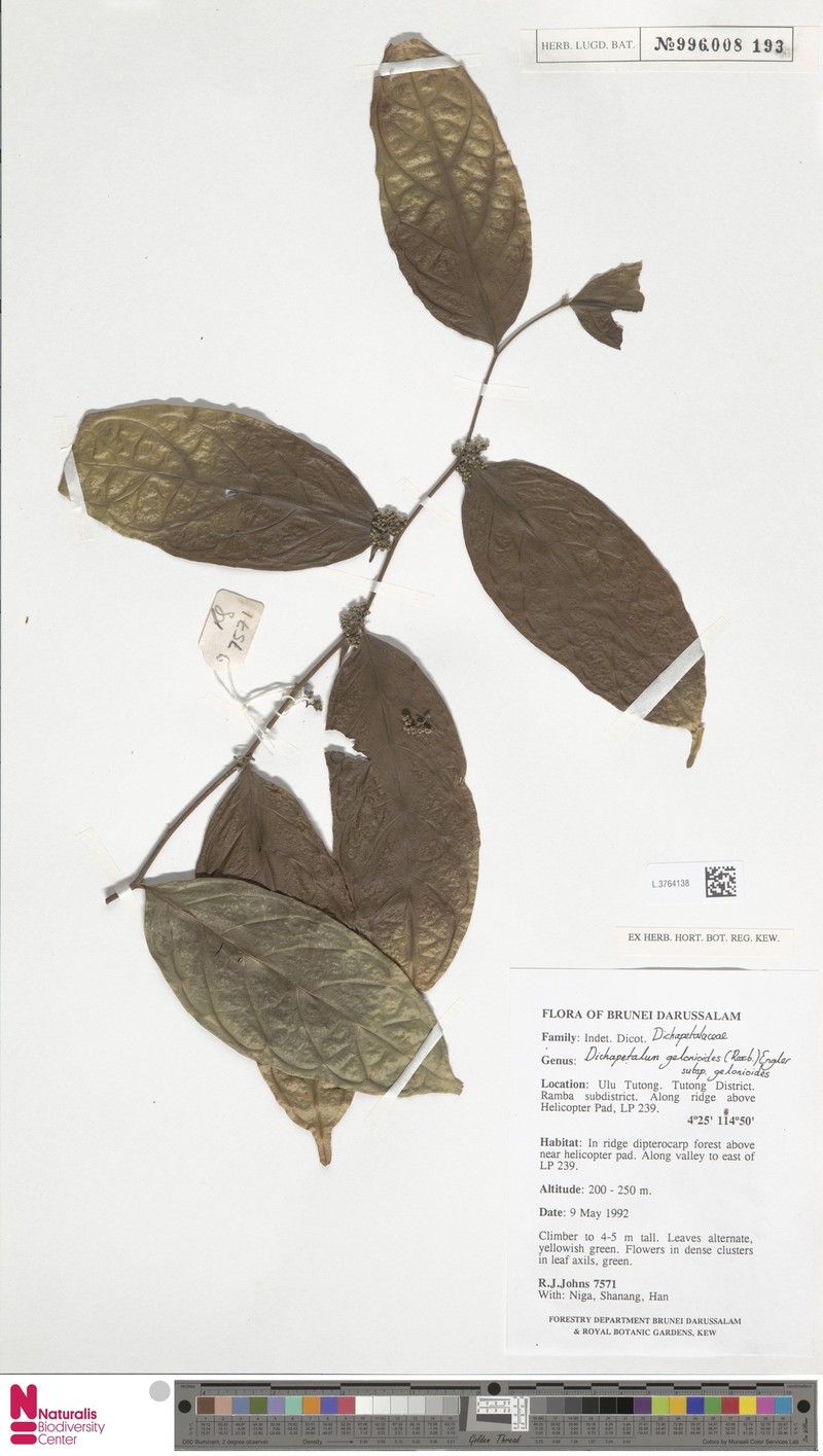 Dichapetalum gelonioides subsp. gelonioides photo 2