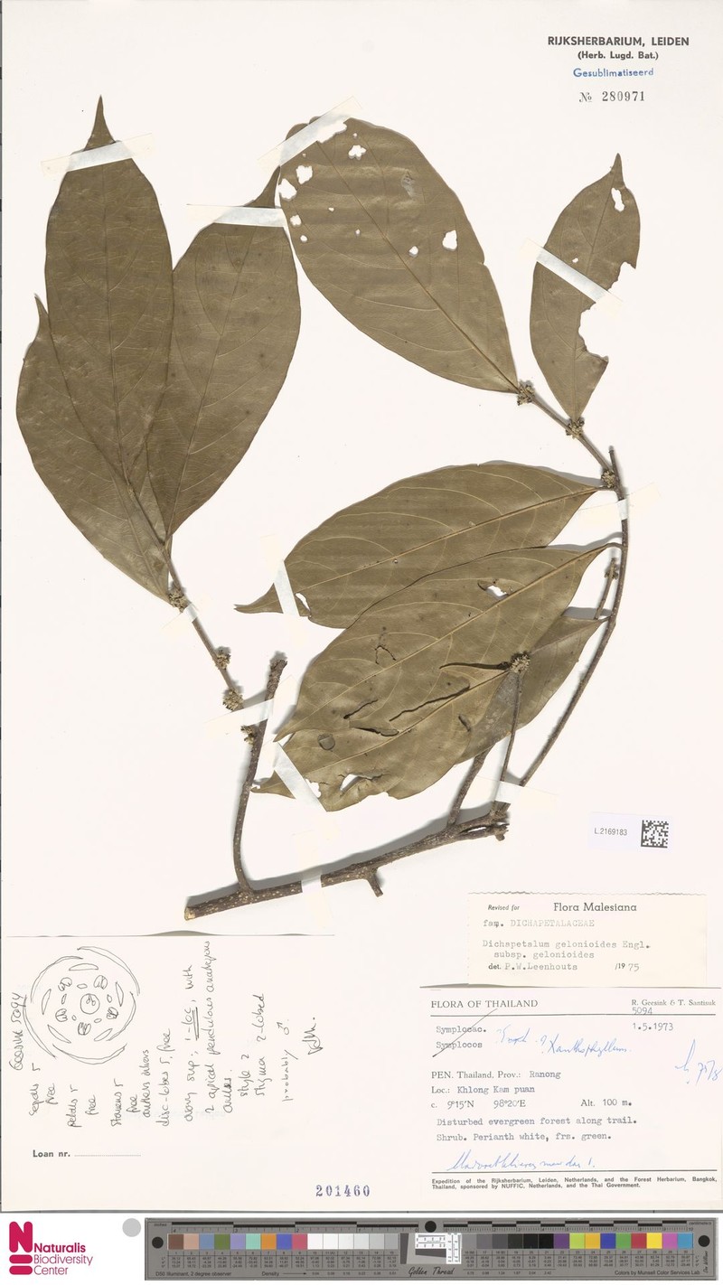 Dichapetalum gelonioides subsp. gelonioides photo 3