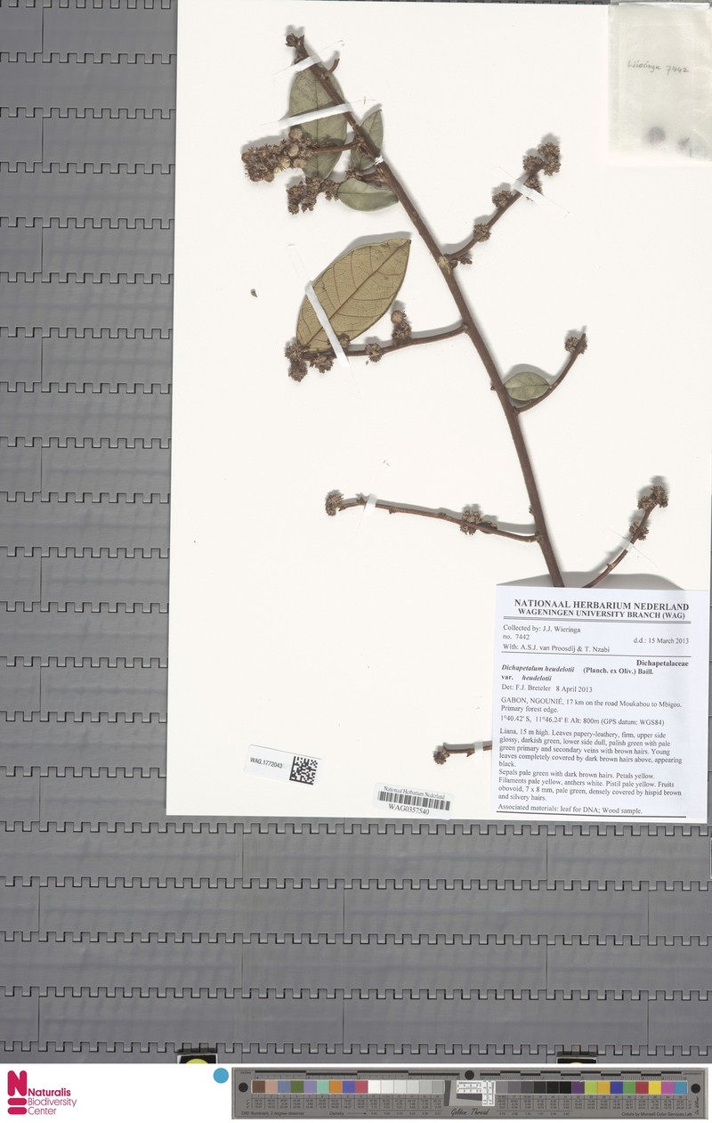 Dichapetalum heudelotii var. heudelotii