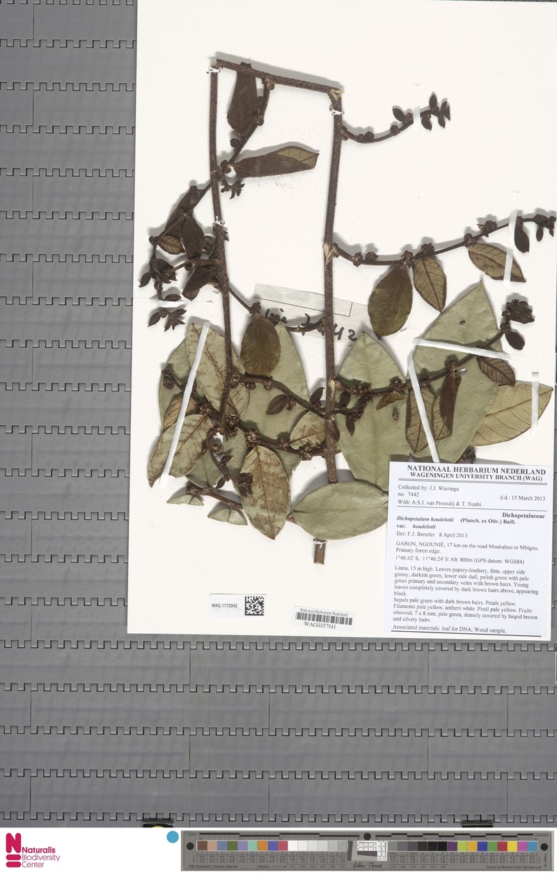 Dichapetalum heudelotii var. heudelotii photo 2