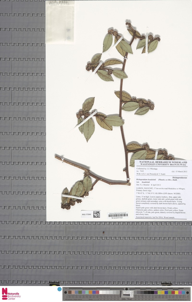 Dichapetalum heudelotii var. heudelotii photo 3