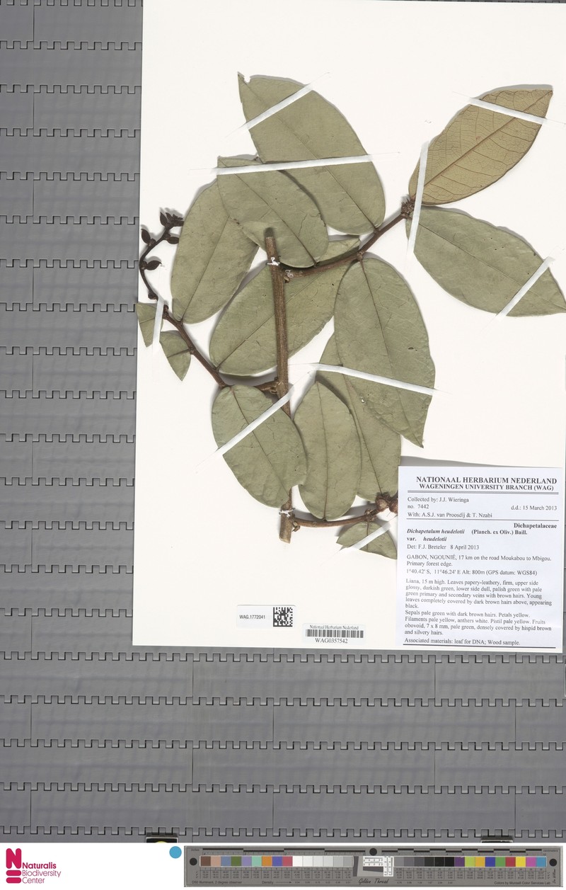 Dichapetalum heudelotii var. heudelotii photo 4