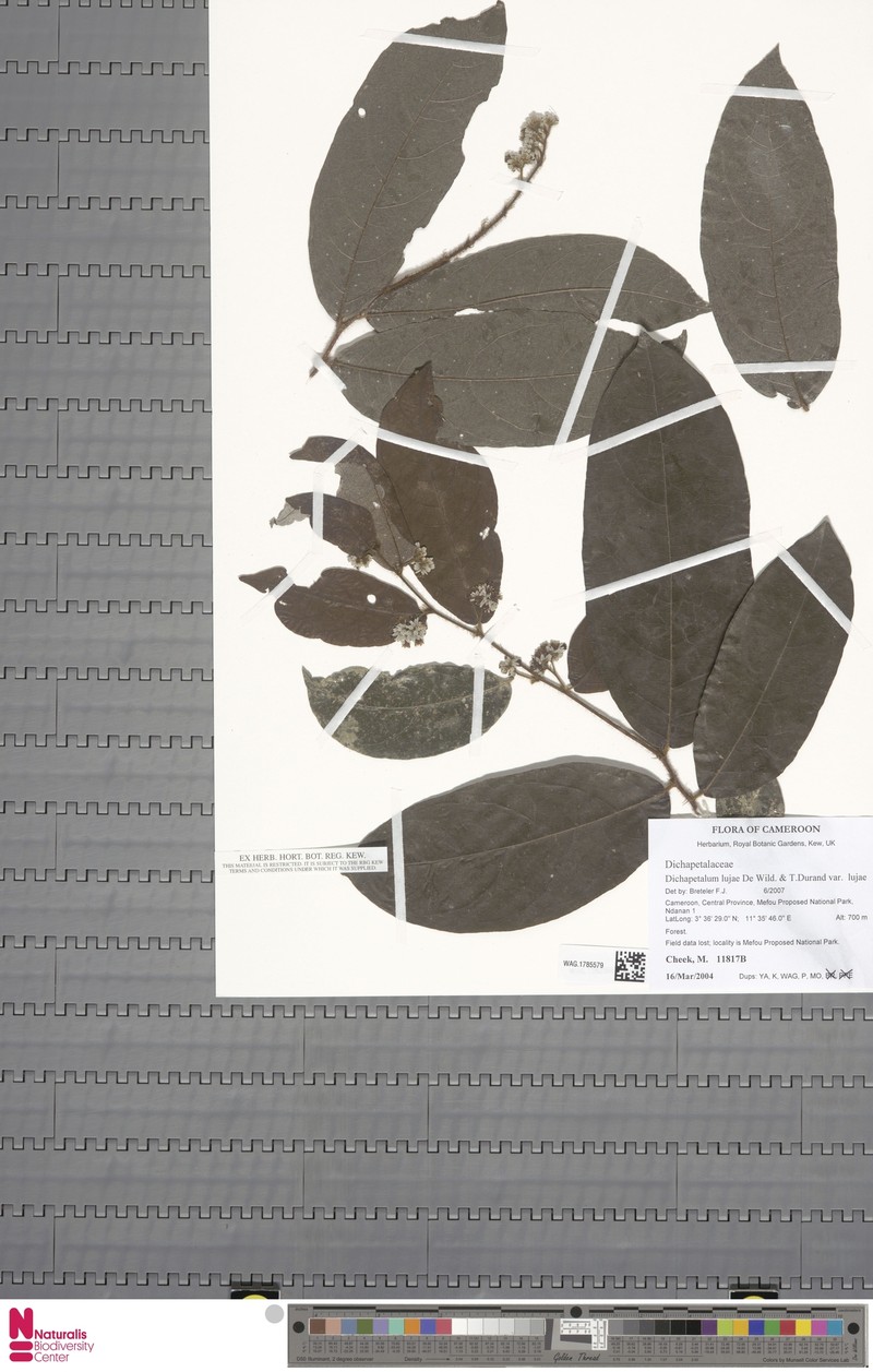 Dichapetalum lujae var. lujae