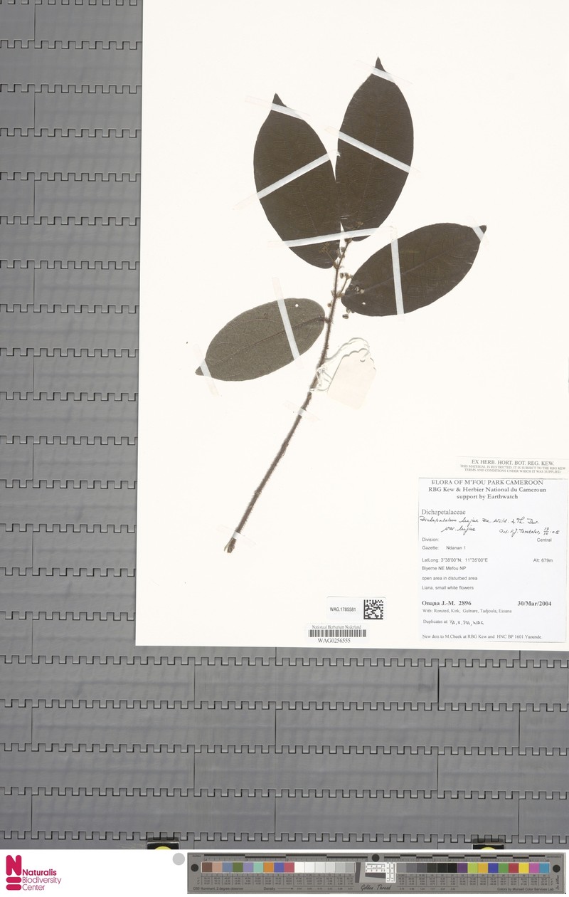 Dichapetalum lujae var. lujae photo 2
