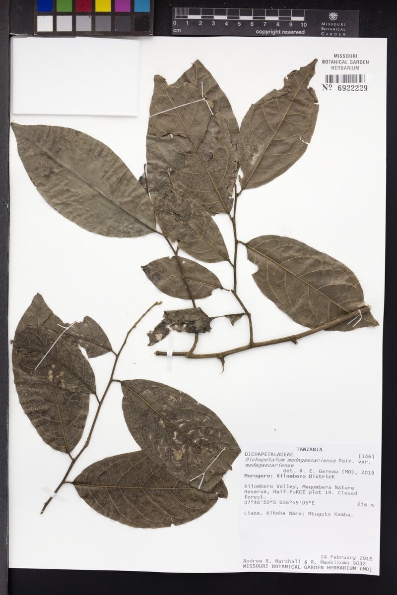 Dichapetalum madagascariense var. madagascariense
